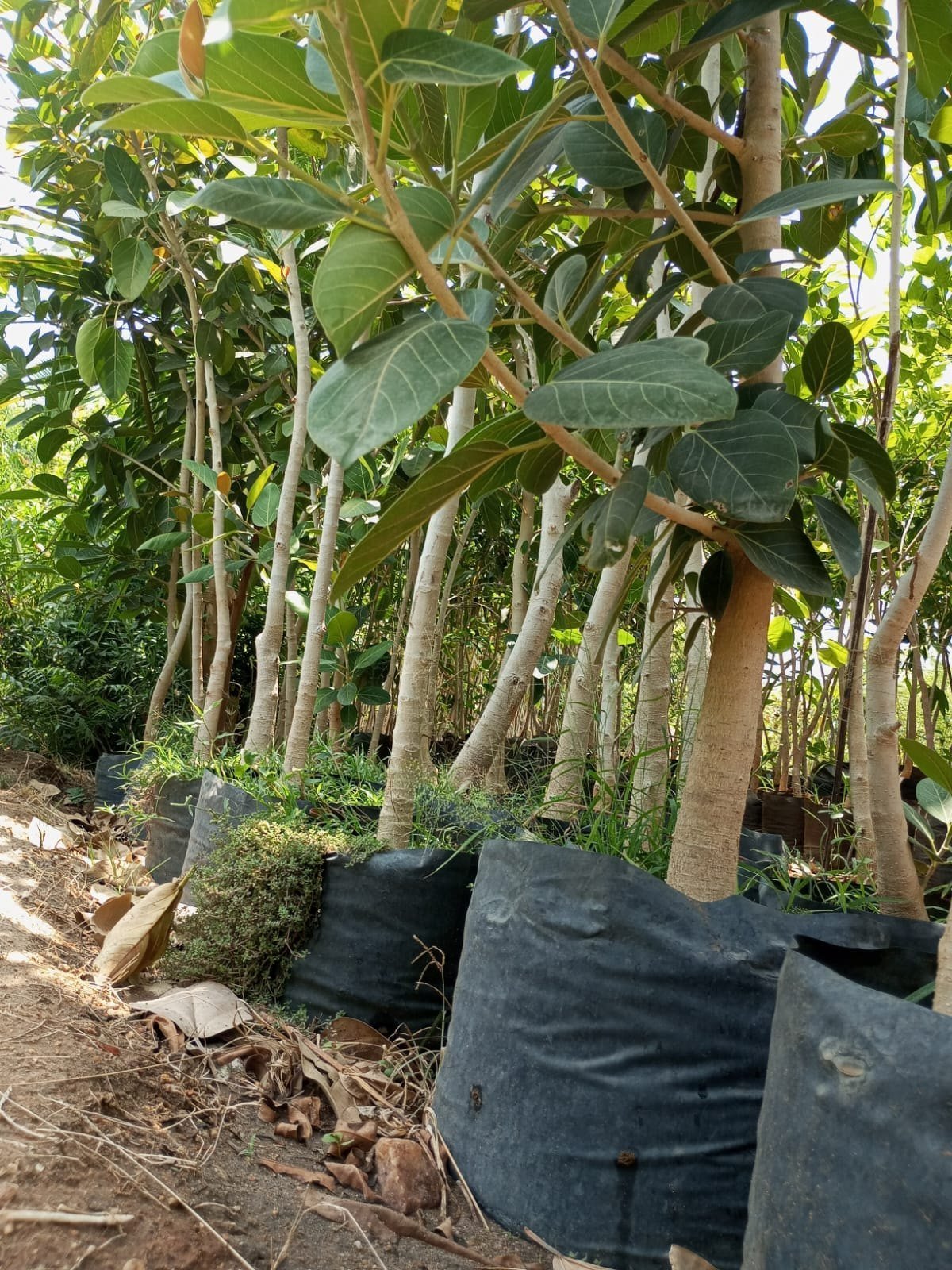 Banyyan Tree