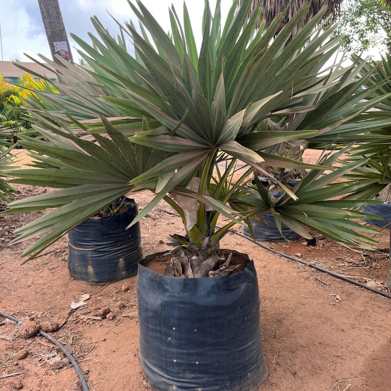 Indian palm Tree Seed Plant