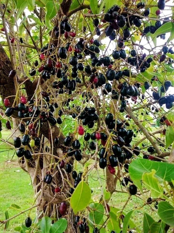  Indian Jamun Seed Plant
