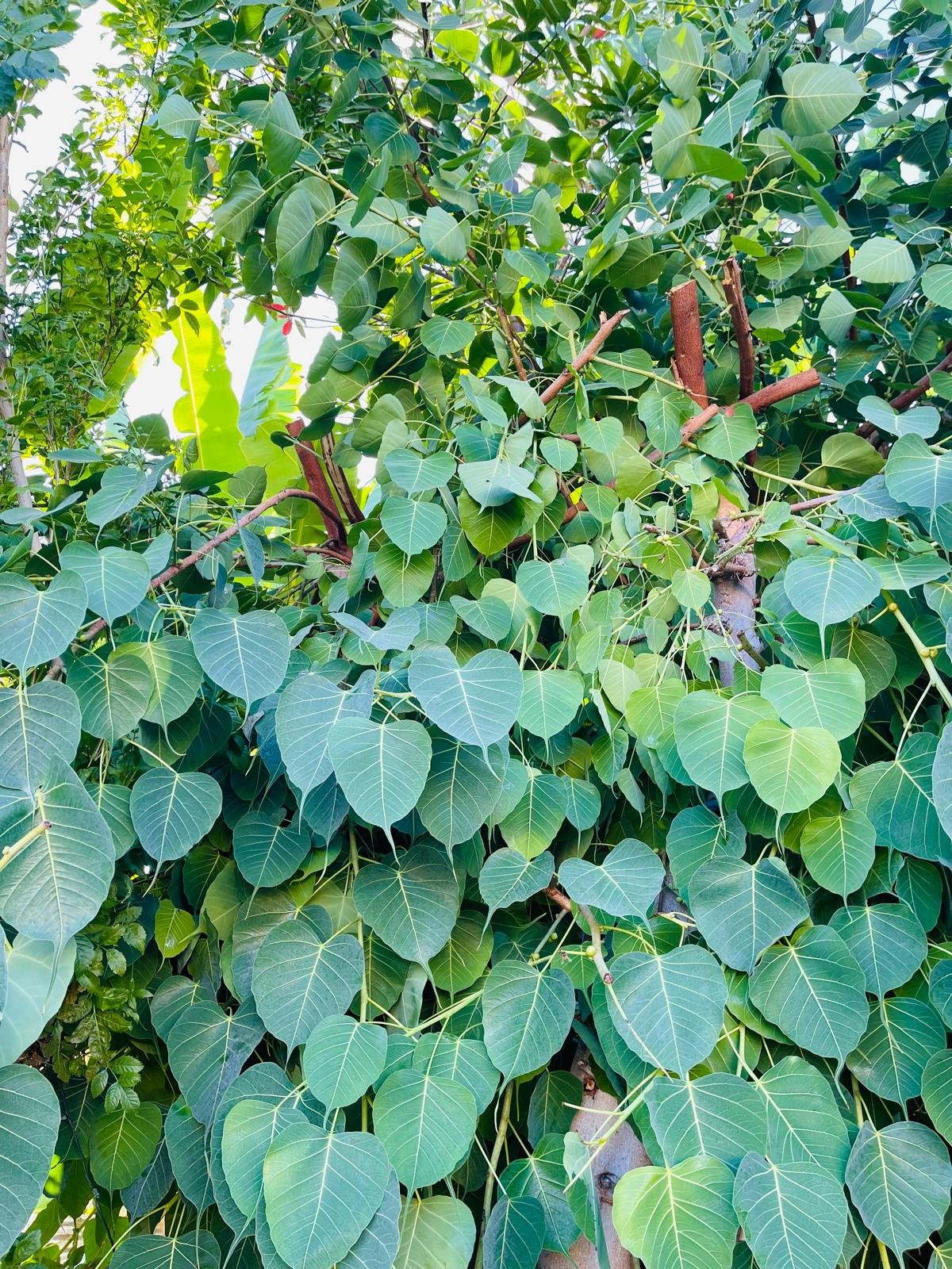 Peepal Tree