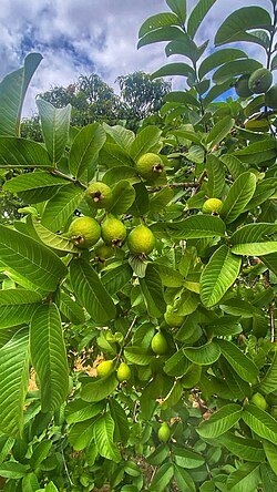 Indian Guava Seed Plant 