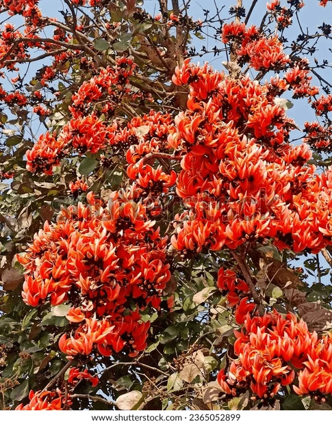 palash tree