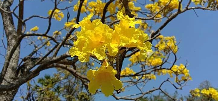 Phagun Bou tree