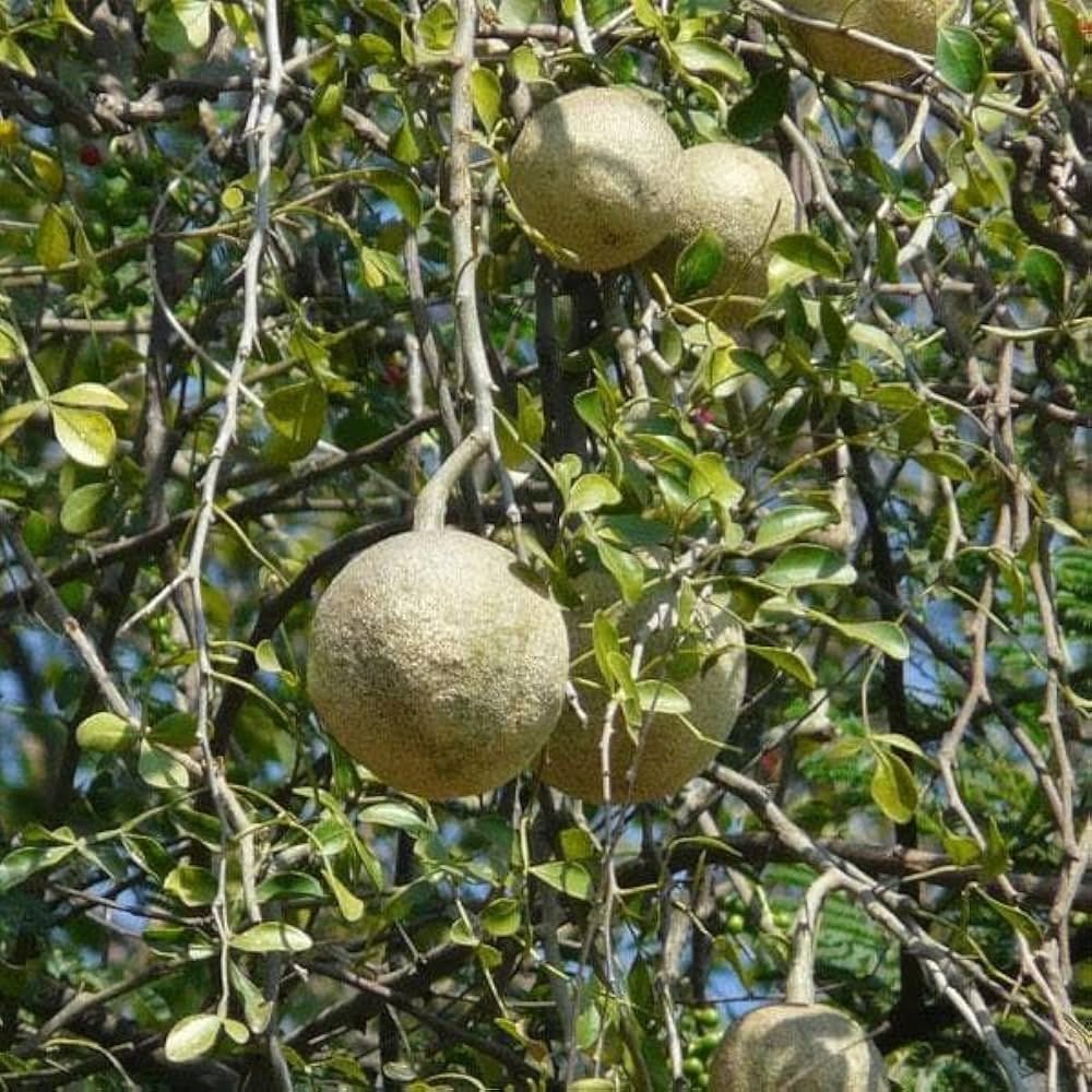 kothbel tree
