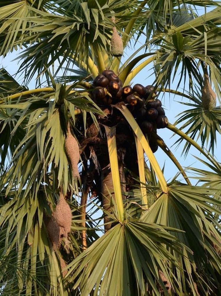 Indian palm Tree Seed Plant