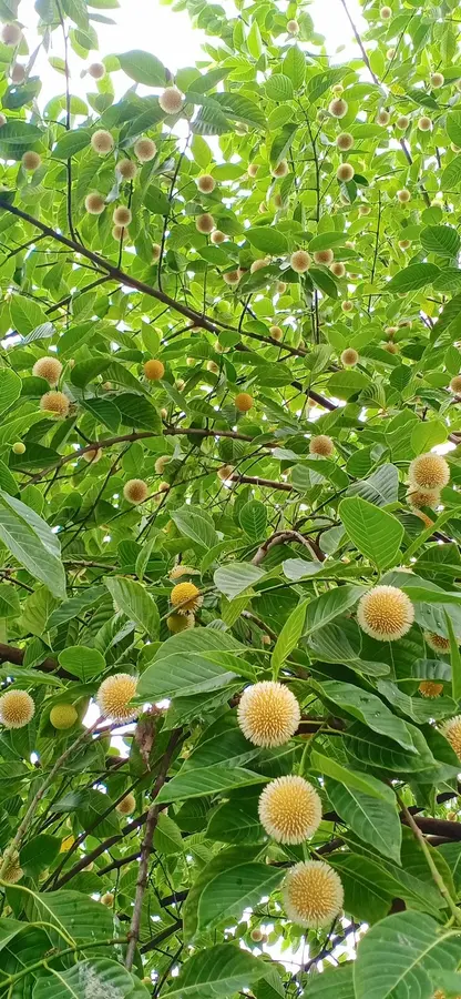 Kodom