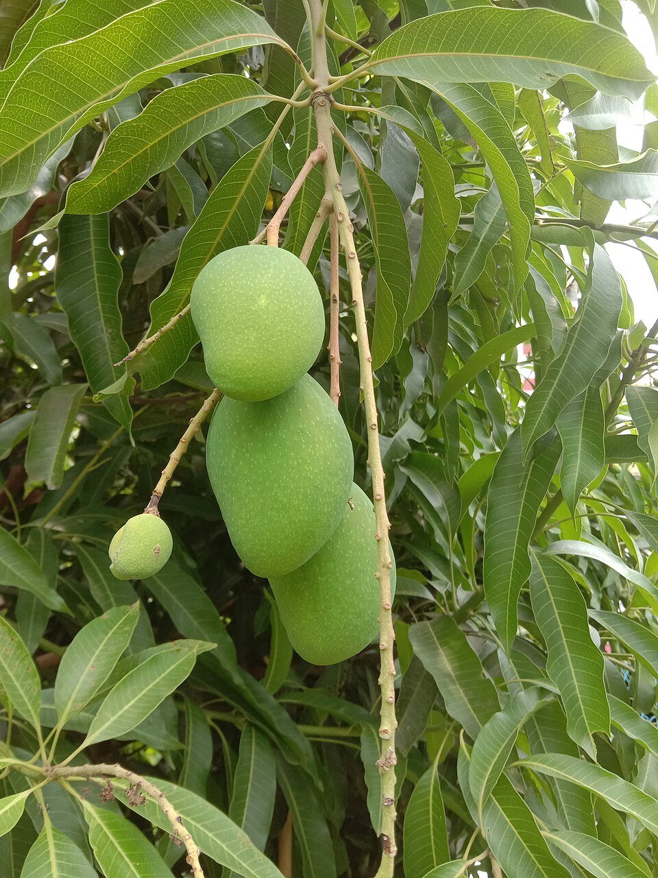 India Mango Tree From Seed 