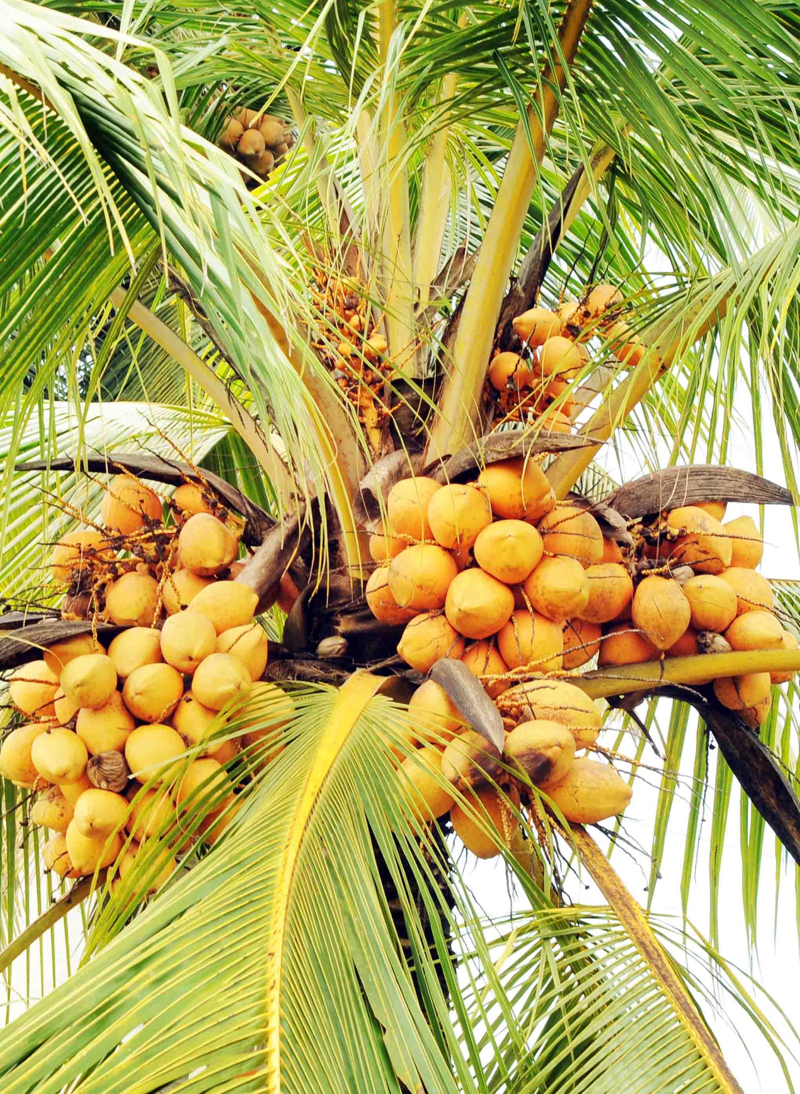Indian Coconut Seed Plant 