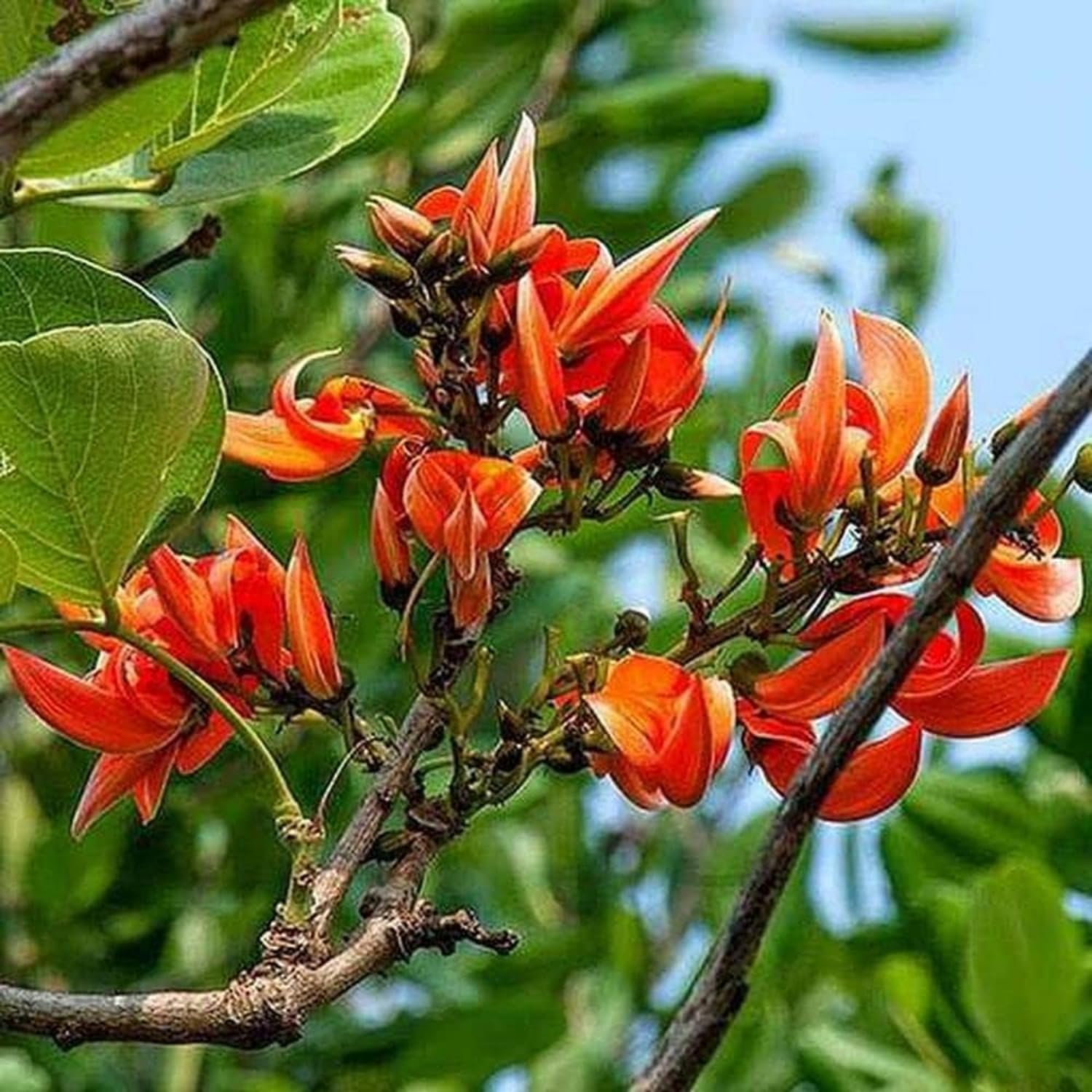 Palash tree