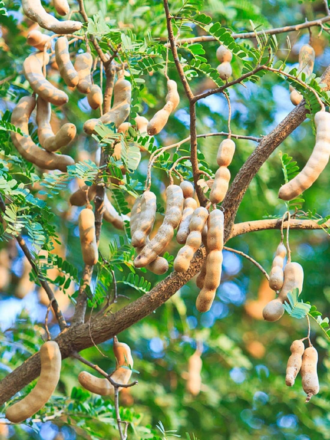 Tamarind 