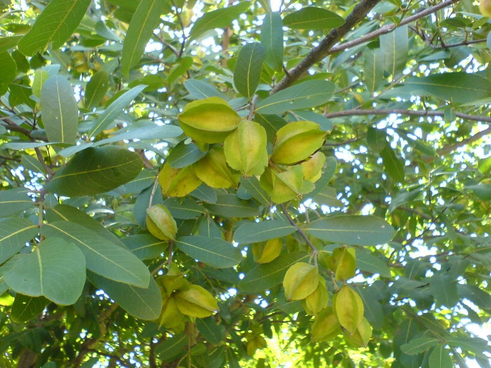 Arjun tree