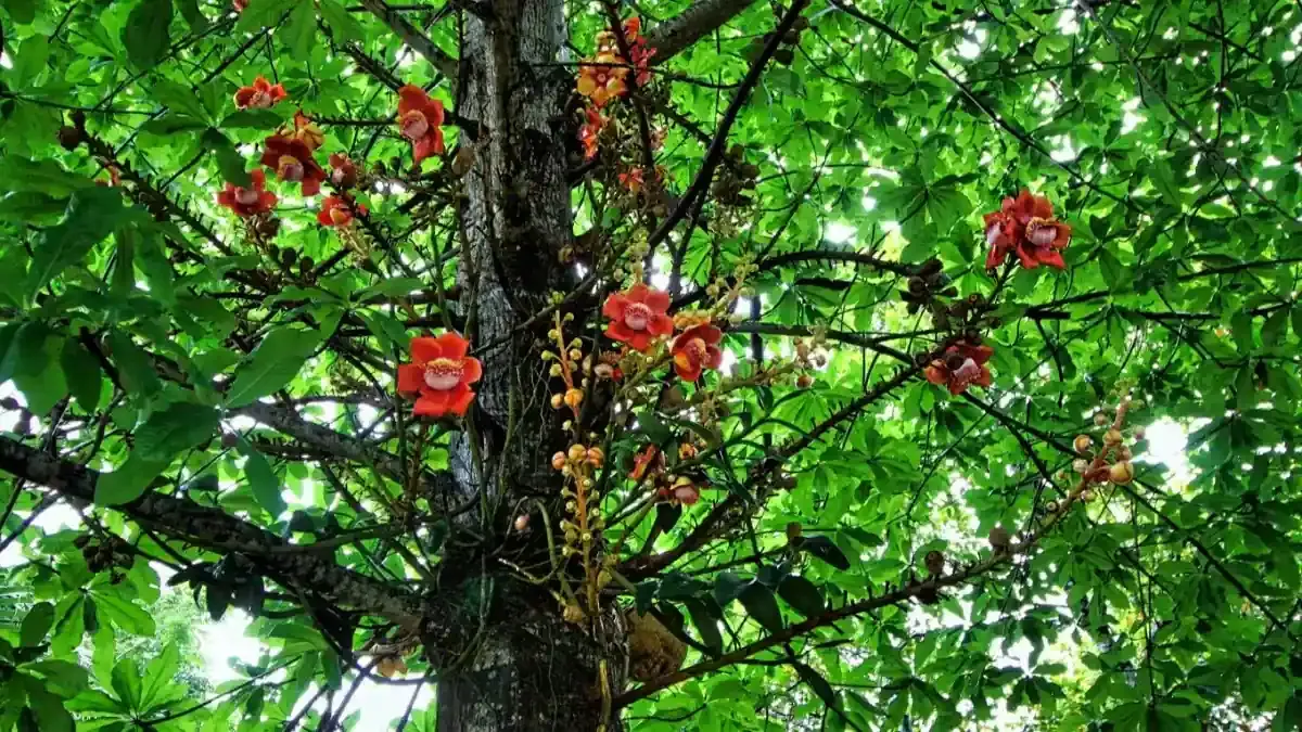 Sal tree