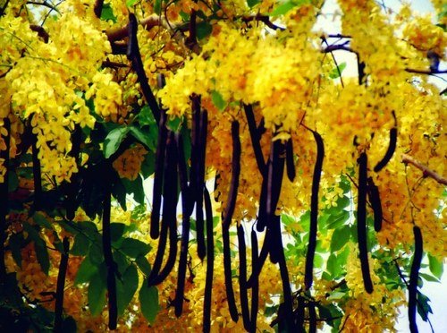 Amaltas tree