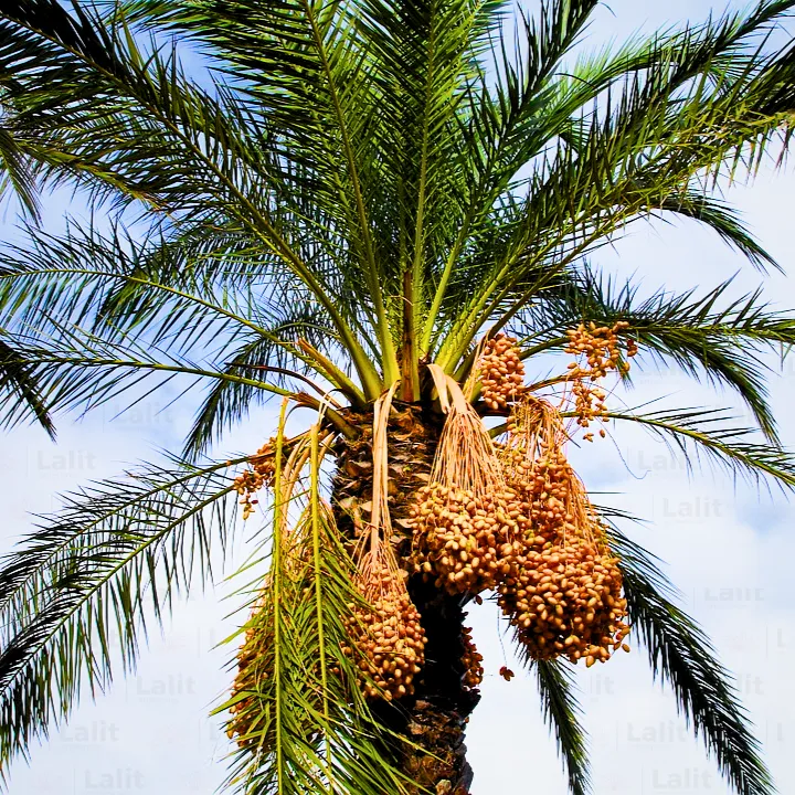 Indian khajur tree