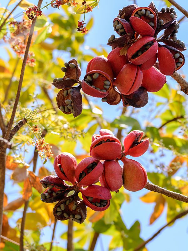 kathbadam tree