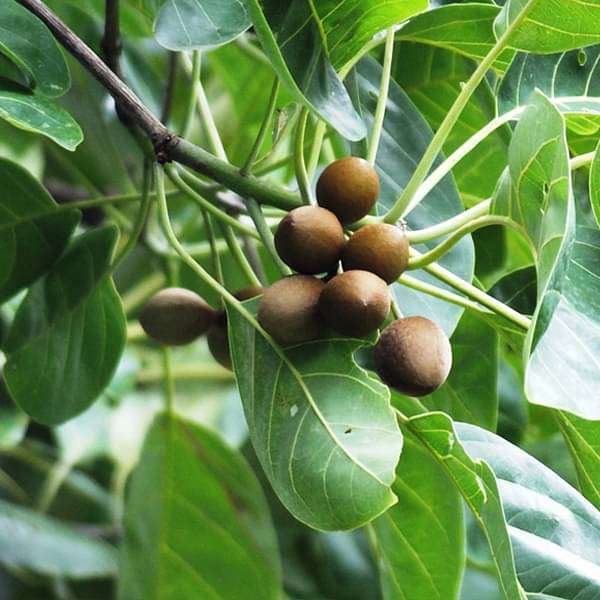 Bahera tree